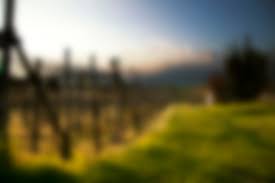 Tree Toad Consulting